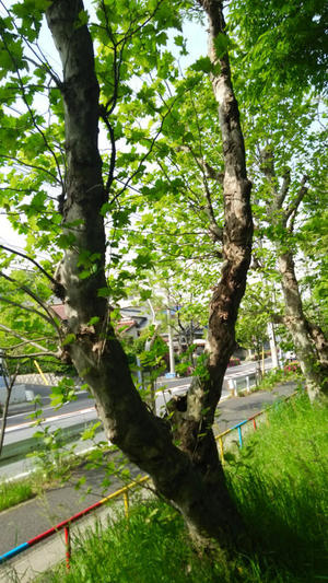 dsc_0018.jpg